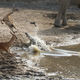 Illustration for article titled Incredibly tense images show impala escaping a crocodile attack